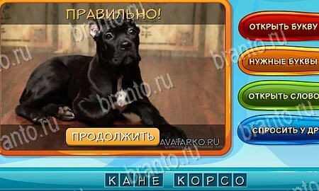 Собаки и кошки игра ответы ВК Уровень 99