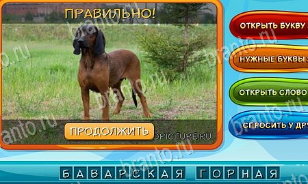 Собаки и кошки игра вконтакте подсказки Уровень 100