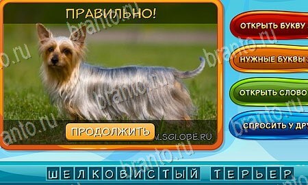 Помощь на игру ВК Собаки и кошки Уровень 10