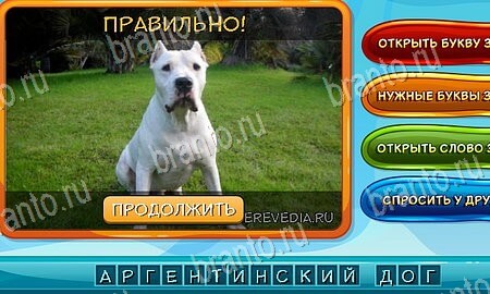 ответы к игре Собаки и кошки в контакте Уровень 11