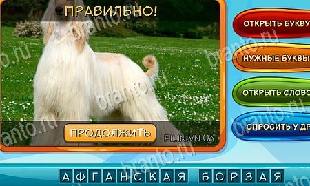 Одноклассники Собаки и кошки ответы уровень 9