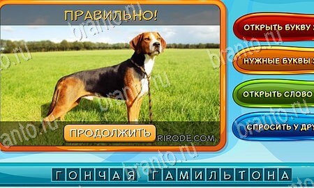 Собаки и кошки подсказки в контакте Уровень 110