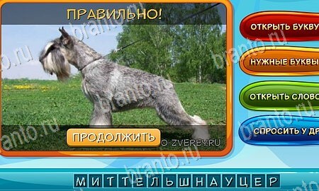 игра Собаки и кошки разгадки, ответ на Уровень 111