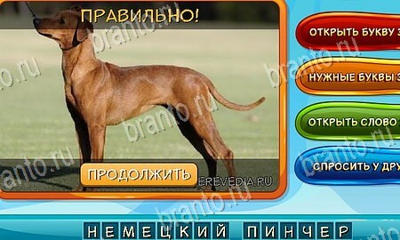 Собаки и кошки игра ответы на все задания Уровень 114