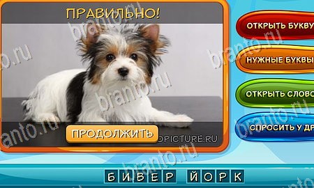 Собаки и кошки ответы в картинках в контакте Уровень 117