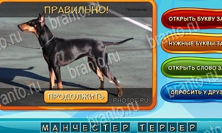 Игра Собаки и кошки подсказки вк Уровень 119