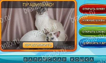 Подсказки на игру Собаки и кошки Эпизод 6 Уровень 128