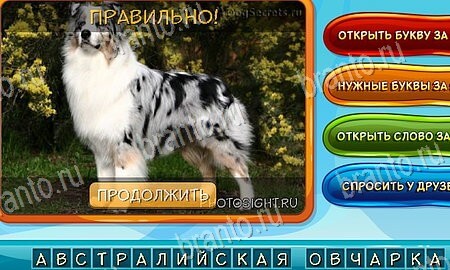 ответы на игру в одноклассниках Собаки и кошки Уровень 132