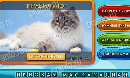 Собаки и кошки игра ответы в одноклассниках Уровень 133