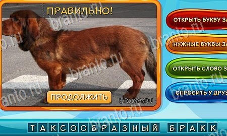 Одноклассники Собаки и кошки ответы Уровень 134