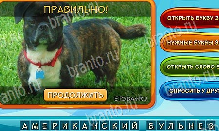 Собаки и кошки подсказки в контакте Уровень 135