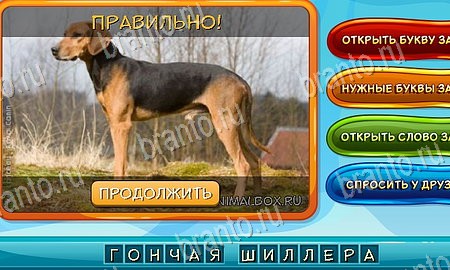 игра Собаки и кошки разгадки, ответ на Уровень 136