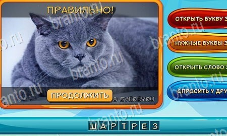 решебник на игру Собаки и кошки Уровень 137