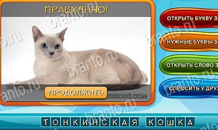 Собаки и кошки решения на игру из одноклассников Уровень 138