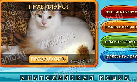 Игра Собаки и кошки подсказки вк Уровень 144