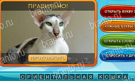 игра Собаки и кошки помощь одноклассники Уровень 145