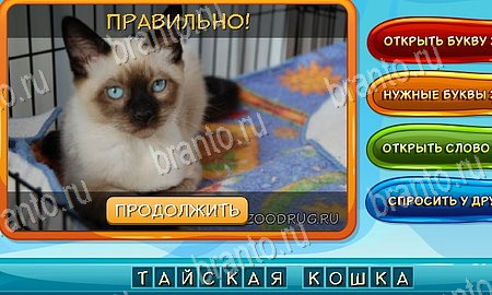 Собаки и кошки игра вконтакте подсказки Уровень 150