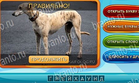 ответы на игру Собаки и кошки в одноклассниках Уровень 17