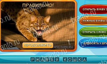 Подсказки на игру Собаки и кошки Эпизод 7 уровень 3