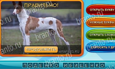 Решения на игру Собаки и кошки Эпизод 7 уровень 4