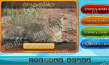 ответы к игре Собаки и кошки в контакте Уровень 16