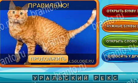 ответы на игру в одноклассниках Собаки и кошки Уровень 17