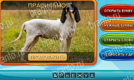 Собаки и кошки игра ответы в одноклассниках уровень 8