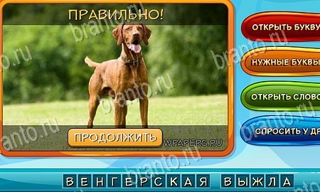 решебник на игру Собаки и кошки Уровень 162