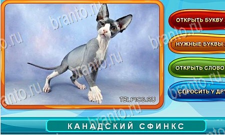 Собаки и кошки игра ответы на все задания Уровень 164