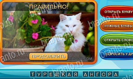 Собаки и кошки игра в контакте подсказки Уровень 165