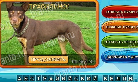 Собаки и кошки ответы в картинках в контакте Уровень 167