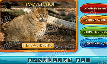Игра Собаки и кошки ответы одноклассники, вк Уровень 168