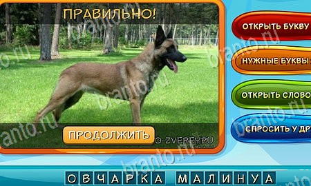 Игра Собаки и кошки подсказки вк Уровень 169