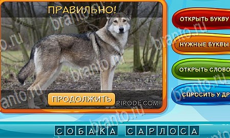 игра Собаки и кошки ответы в одноклассниках на Уровень 171