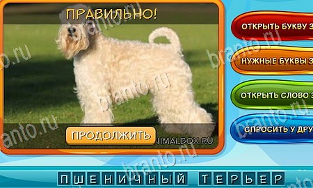 Собаки и кошки игра ответы ВК Уровень 174