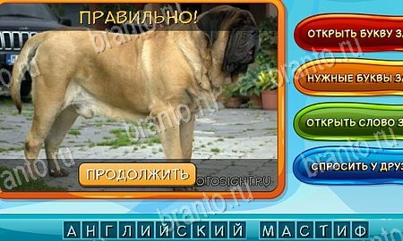 ответы на игру Собаки и кошки в одноклассниках Уровень 177