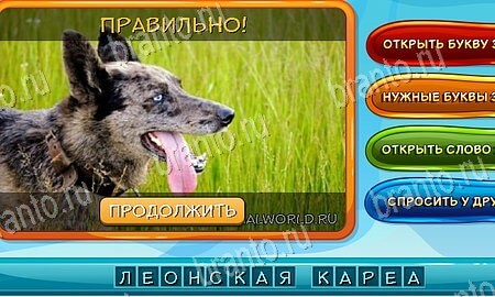 ответы на игру в одноклассниках Собаки и кошки Уровень 182