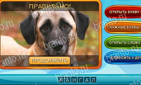 Собаки и кошки решения на игру из одноклассников Уровень 188