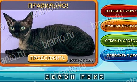 игра Собаки и кошки помощь одноклассники Уровень 195