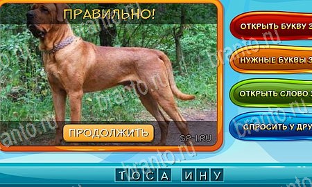 Собаки и кошки игра вконтакте подсказки Уровень 200