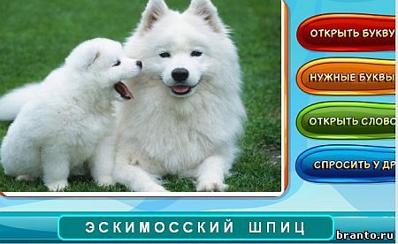 игра Собаки и кошки помощь одноклассники Уровень 70