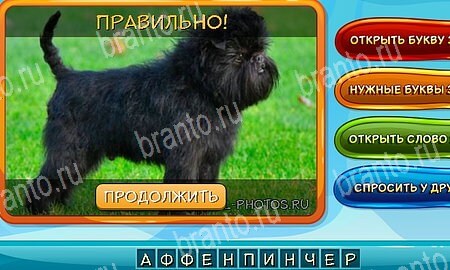 ответы на игру в одноклассниках Собаки и кошки Уровень 27