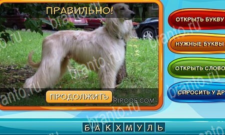 Собаки и кошки игра ответы в одноклассниках уровень 8