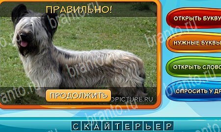 Одноклассники Собаки и кошки ответы уровень 9