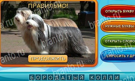 Собаки и кошки подсказки в контакте Уровень 260