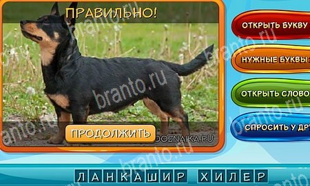 игра Собаки и кошки разгадки, ответ на Уровень 261