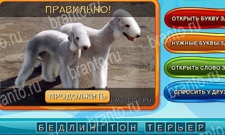 решебник на игру Собаки и кошки Уровень 262