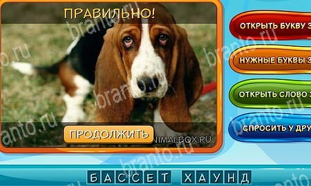 Собаки и кошки игра ответы на все задания Уровень 264
