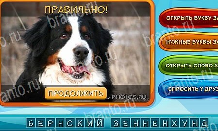 Собаки и кошки игра в контакте подсказки Уровень 265