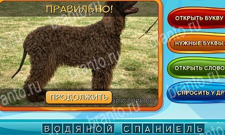 Собаки и кошки ответы в картинках в контакте Уровень 267